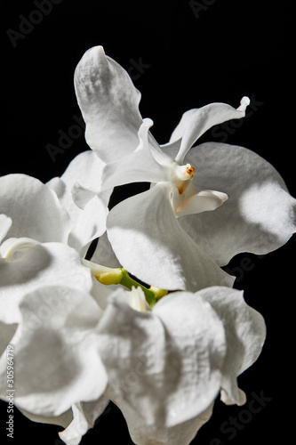 close up view of white orchid flowers isolated on black