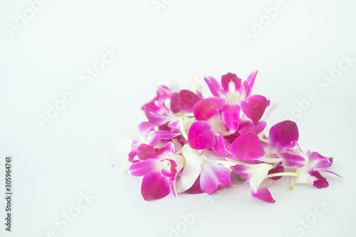 Violet orchid on white background