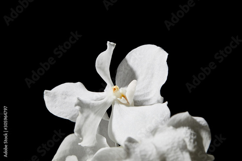 close up view of white orchid flower isolated on black