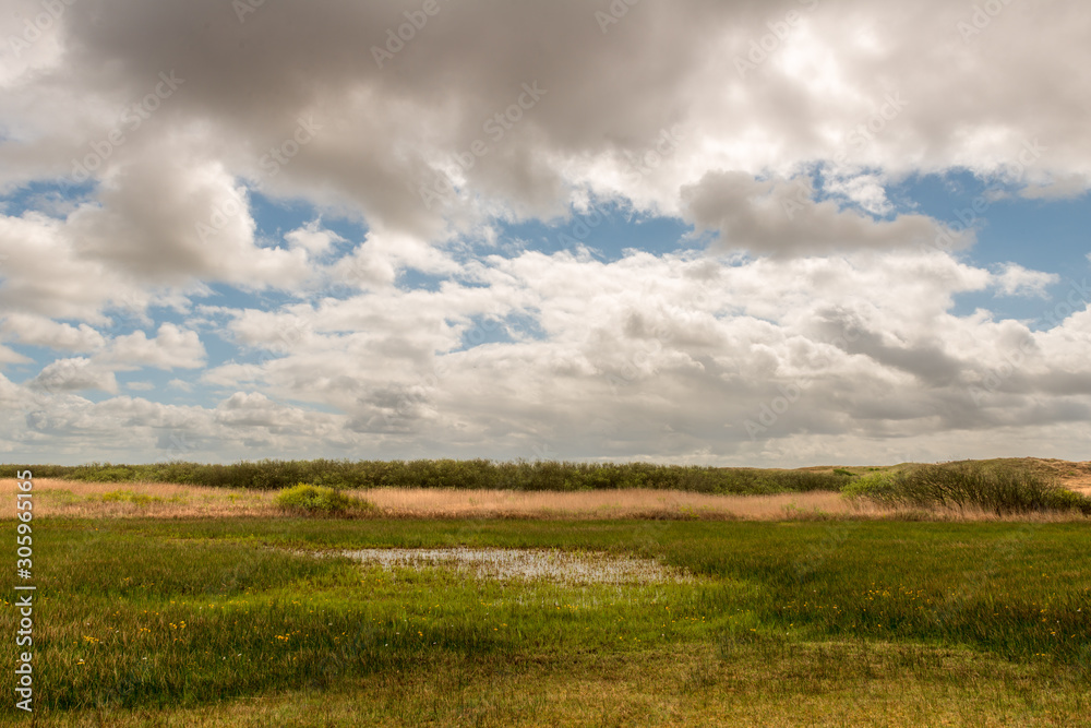 Marsh landscape with reed collar and bushes under a cloudy blue sky Marsh landscape with reed collar and bushes under a cloudy blue sky