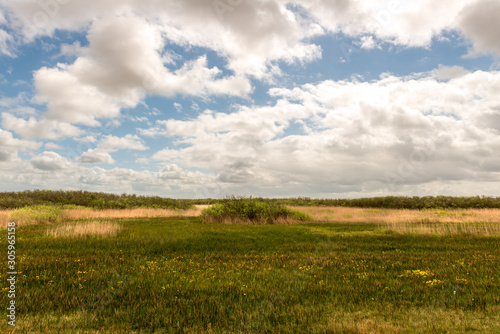 Marsh landscape with reed collar and bushes under a cloudy blue sky
