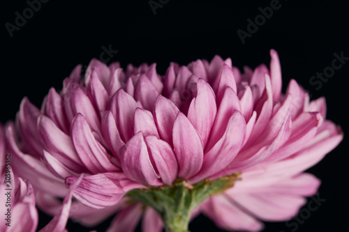close up view of purple chrysanthemum flower isolated on black