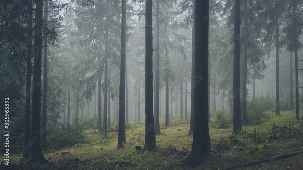 dark foggy forest 