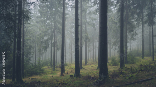 dark foggy forest  © Anselm
