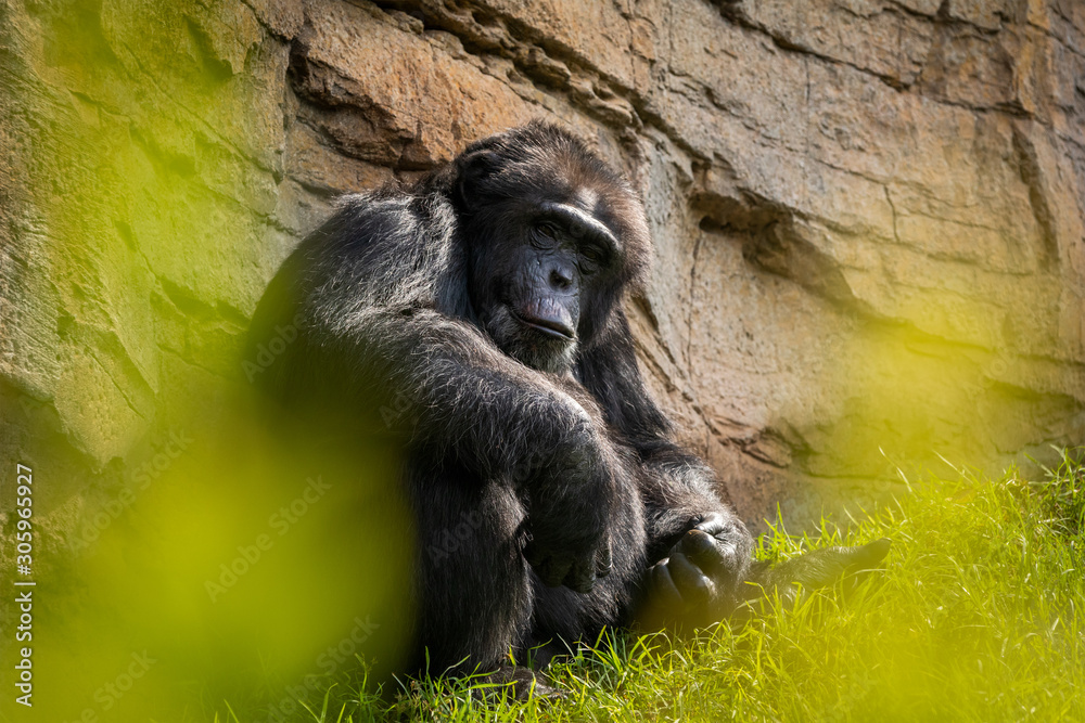 Common Chimpanzee sitting on the ground