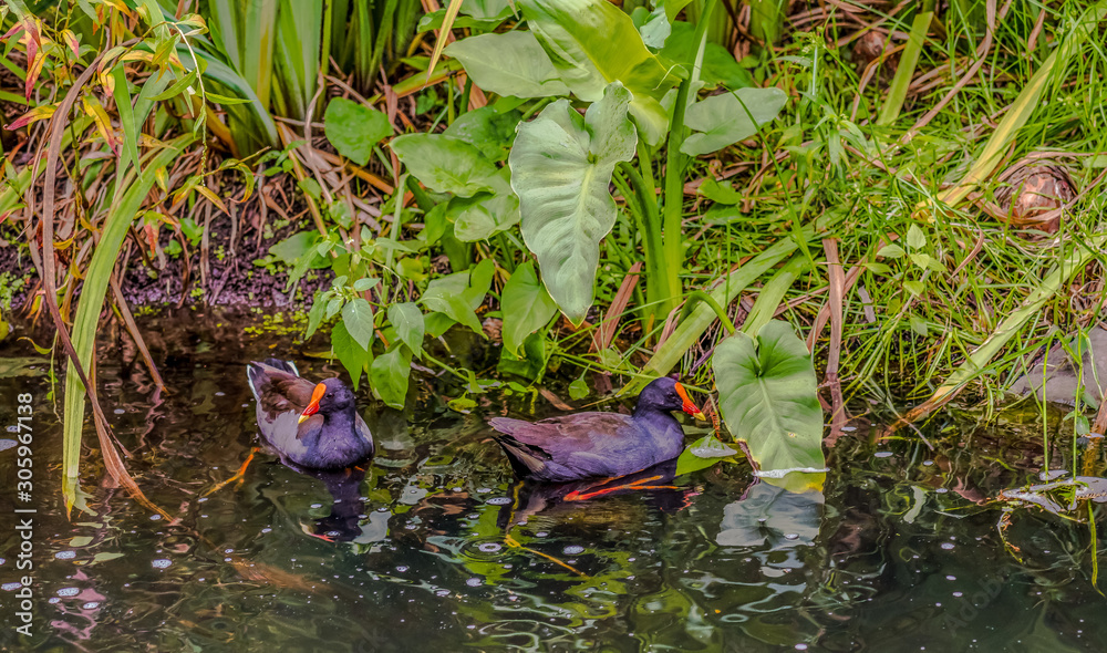 Naklejka premium Purple Swamphen