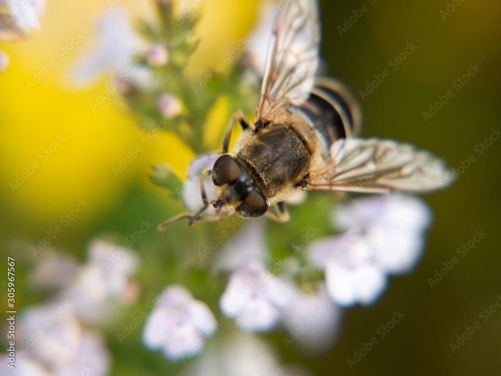 bee on flower bee on flower