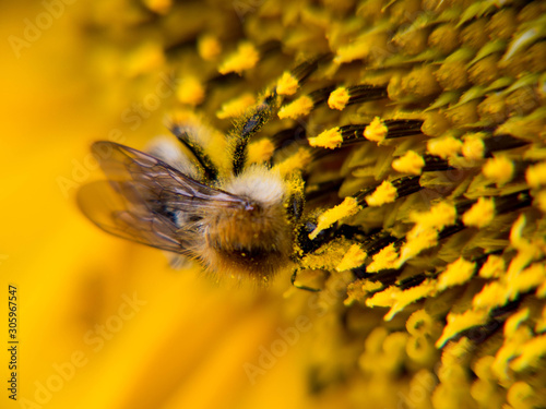 Closeup of a bee on a sunflower