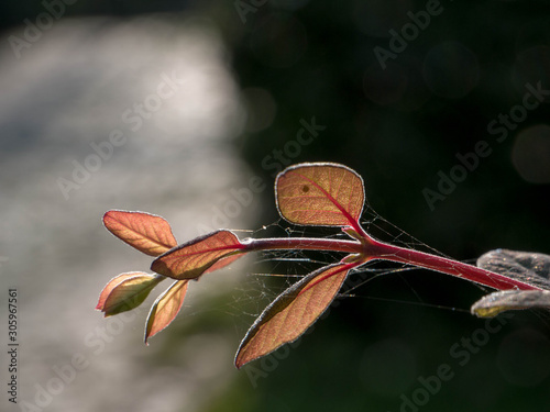 Cobwebs in orange leafs