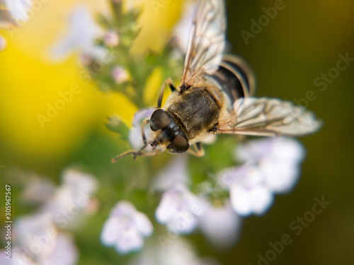 bee on flower