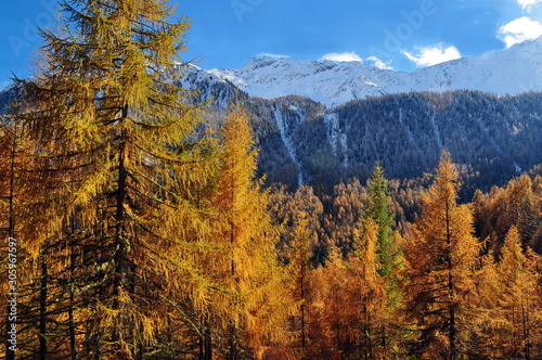 Bunte Lärchenwälder am Vernagt-See in Südtirol, Italien