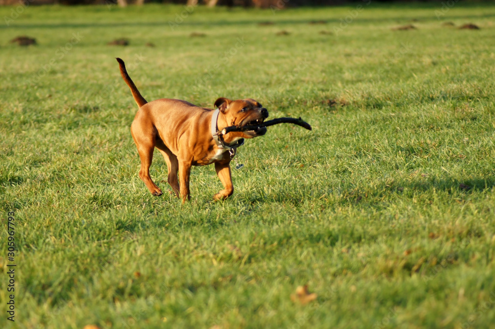 American Staffordshire Terrier Hund rennt mit Stock über die Wiese American Staffordshire Terrier Hund rennt mit Stock über die Wiese
