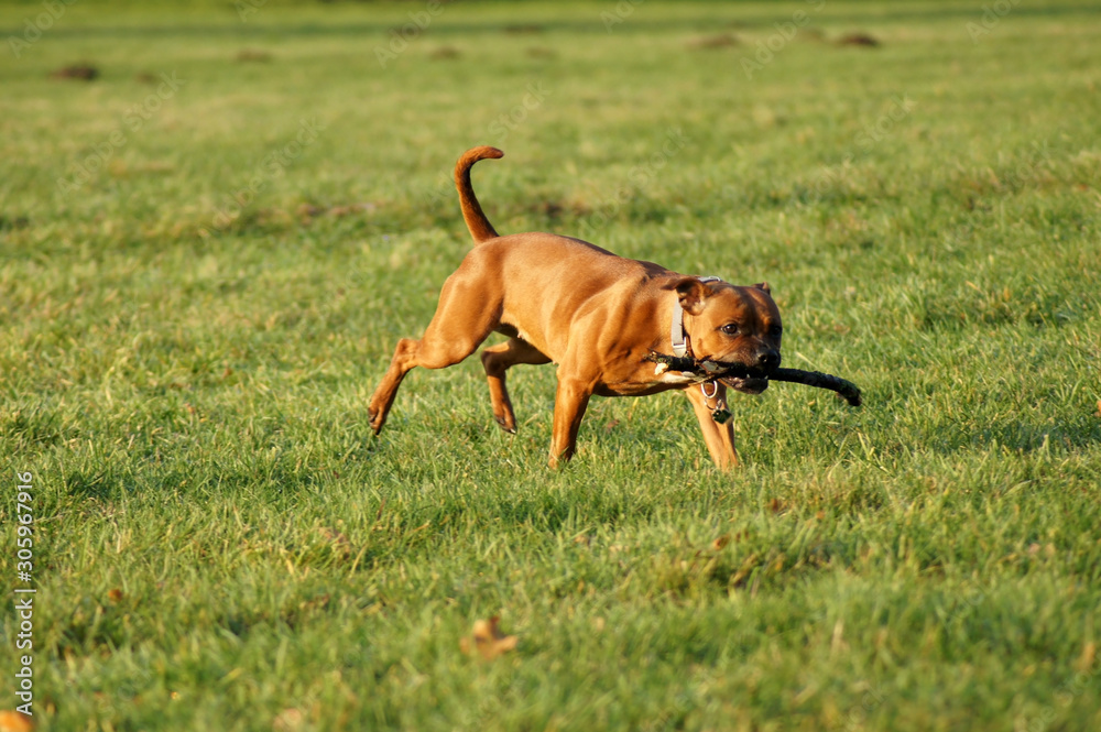 American Staffordshire Terrier Hund rennt mit Stock über die Wiese American Staffordshire Terrier Hund rennt mit Stock über die Wiese