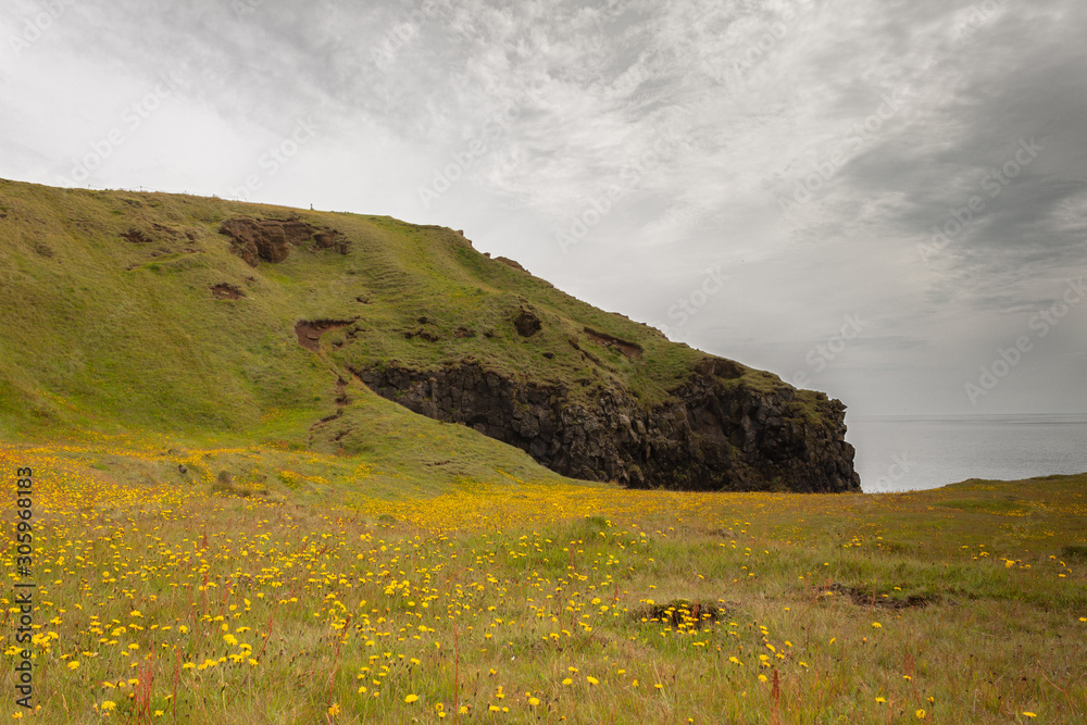 Fototapeta premium landscape with green field and blue sky, yellow flowers on field