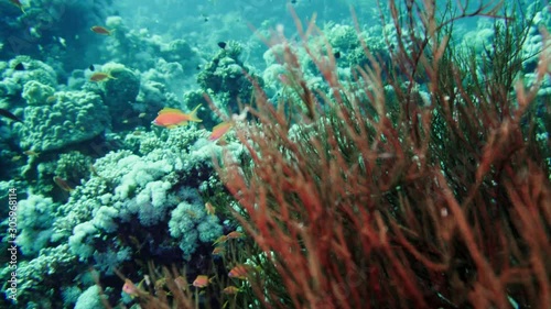 Red sea whips Ellisella sp. feeding underwater in Egypt photo