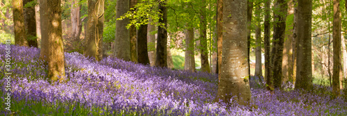 Blooming bluebells in Northern Ireland photo