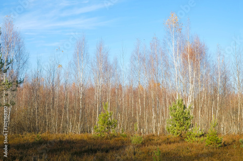 Young birch and pine trees on a heather meadow in autumn in Ukraine. Ukrainian tourism.