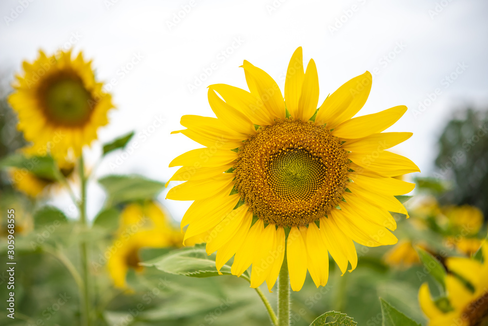 Beautiful sunflowers in the garden.