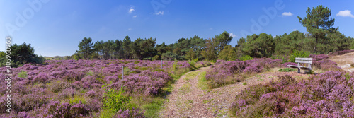 Path through blooming heather in The Netherlands
