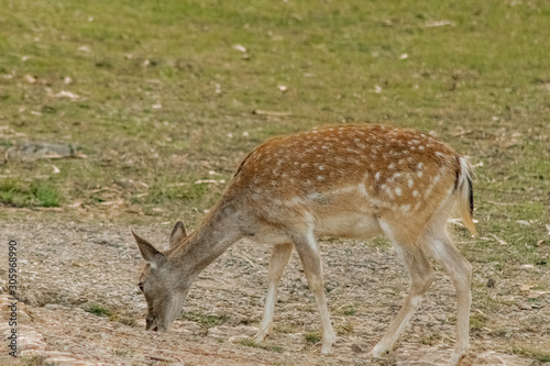 fallow deer grazing in a green meadow