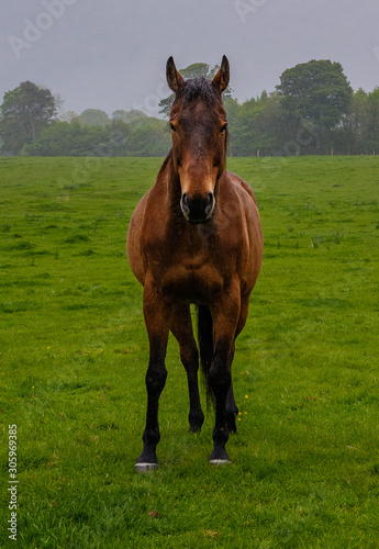 horse in the field