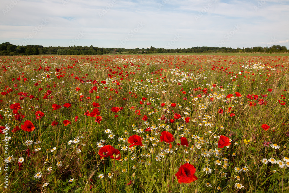 Poppy field in the summer