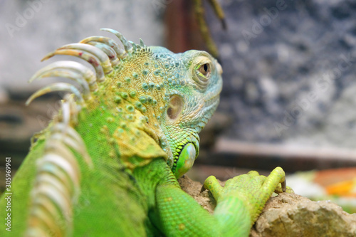 Green iguana head with beautiful skin looking ahead