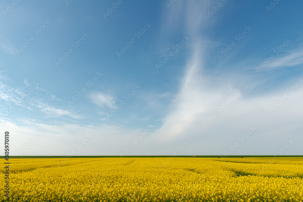 Rapeseed field with a dyke on the horizon under a cloudy blue sky Rapeseed field with a dyke on the horizon under a cloudy blue sky