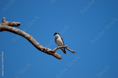 One swallow  perched on a trunk agaisnt blue sky. Brazil. © Waldemar Seehagen