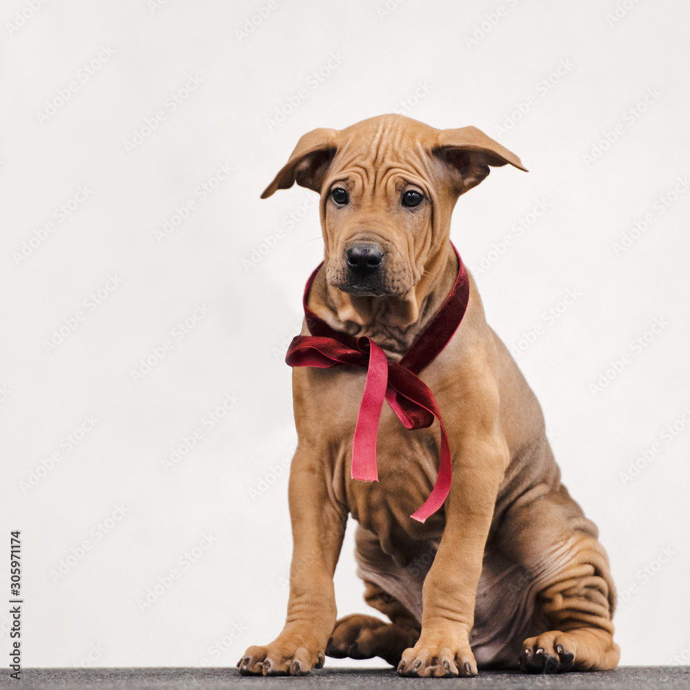 thai ridgeback puppy sitting indoors with red ribbon on his neck