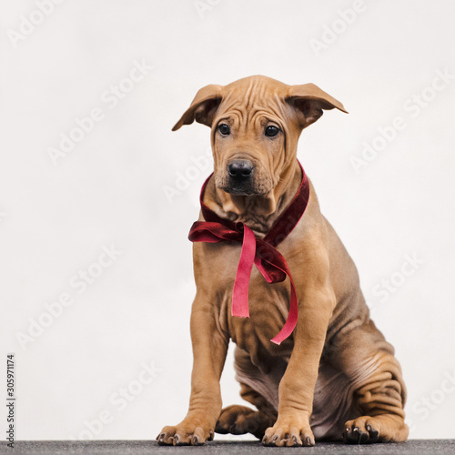 thai ridgeback puppy sitting indoors with red ribbon on his neck