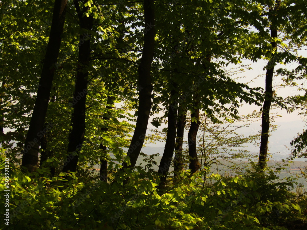 Fototapeta premium morning in the forest