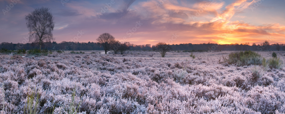 Frosted heather at sunrise in winter in The Netherlands - obrazy, fototapety, plakaty 