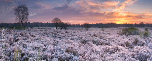 Frosted heather at sunrise in winter in The Netherlands