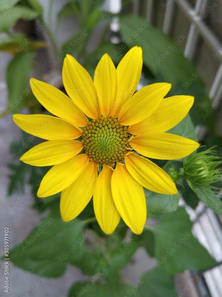 Obraz premium yellow flowe