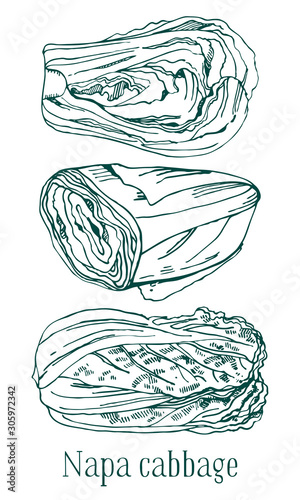 Set of napa cabbages. Hand drawn outline vector sketch illustration