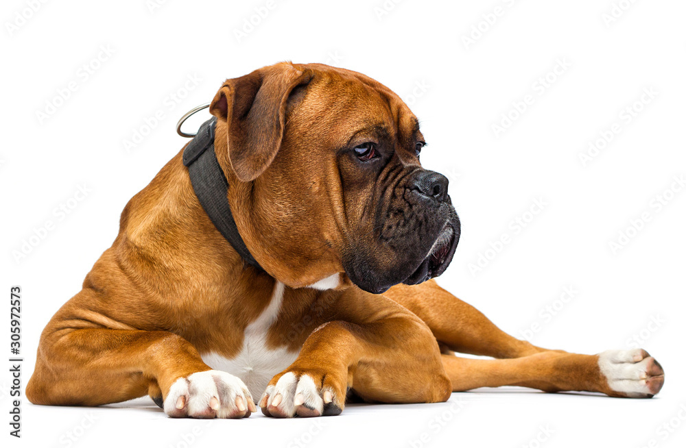 boxer dog lies and looks sideways on isolated on white background