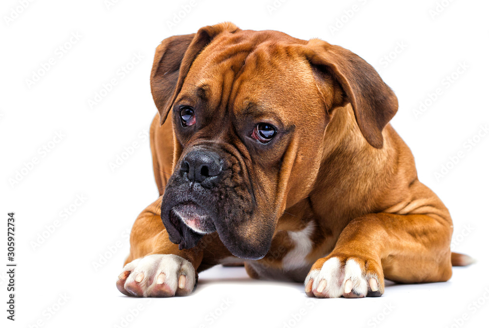 boxer dog lies and looks sideways on isolated on a white background