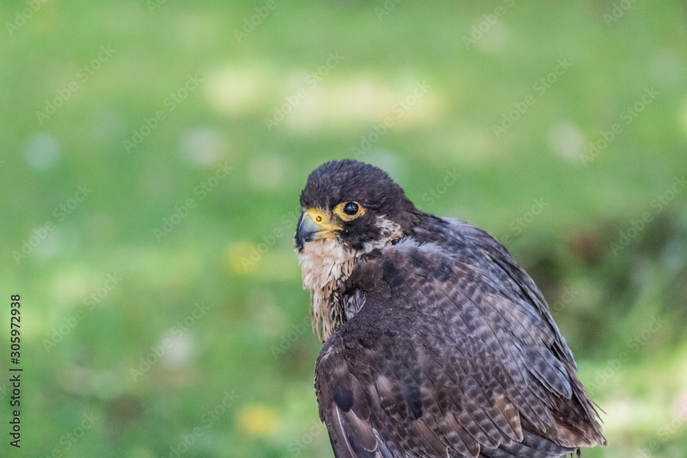 peregrine falcon resting in his innkeeper peregrine falcon resting in his innkeeper
