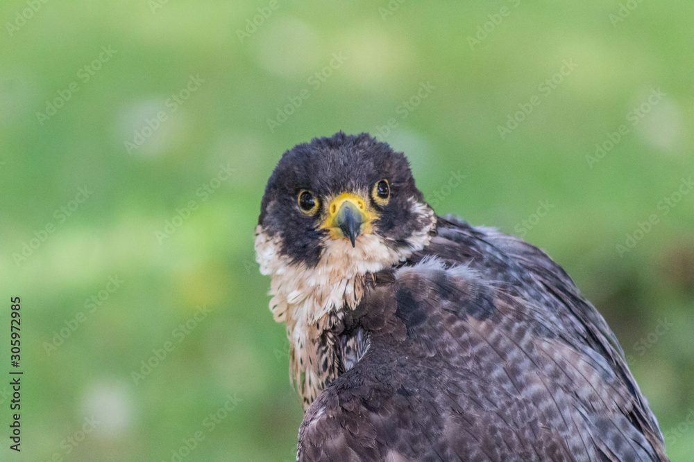 peregrine falcon resting in his innkeeper peregrine falcon resting in his innkeeper
