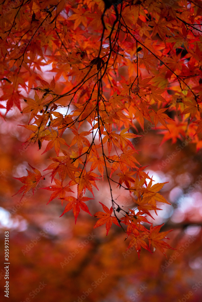 紅葉 紅葉