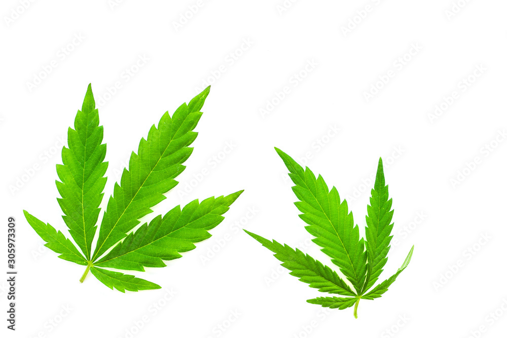 Green leaves of hemp on white background Green leaves of hemp on white background