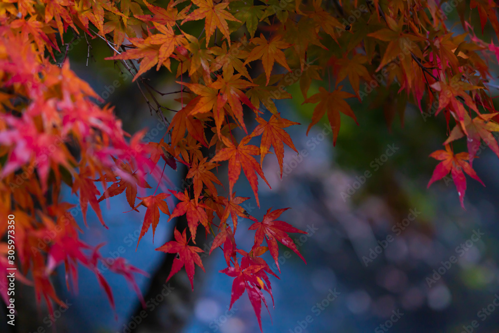 紅葉 紅葉