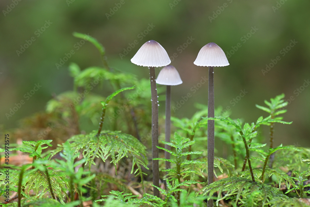 Mycena galopus, known as the milking bonnet or the milk-drop mycena, wild mushrooms from Finland Mycena galopus, known as the milking bonnet or the milk-drop mycena, wild mushrooms from Finland