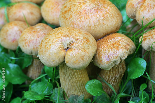 Phaeolepiota aurea, known as golden bootleg or golden cap, wild mushroom from Finland photo