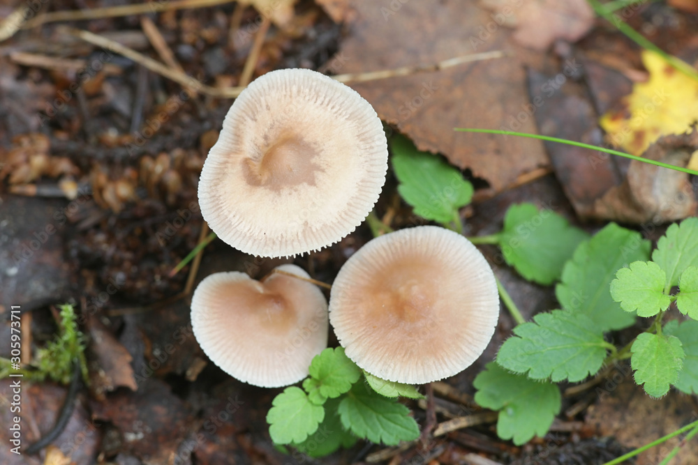 Mycena pura, known as the lilac bonnet, poisonous mushroom from Finland Mycena pura, known as the lilac bonnet, poisonous mushroom from Finland