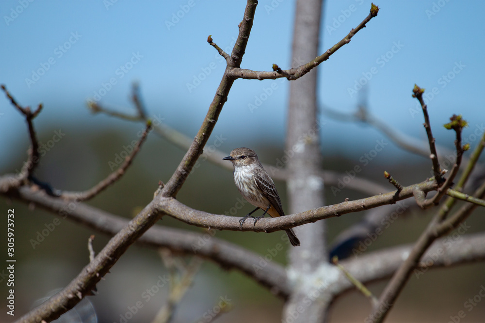 The birds world: Natural Soft Light on the delicate Bran-colored flycatcher (Myiophobus fasciatus) 