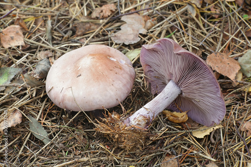 Lepista nuda, known as the Wood Blewit, wild mushroom from Finland photo