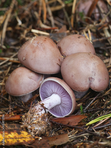 Lepista nuda, known as the Wood Blewit, wild mushroom from Finland photo