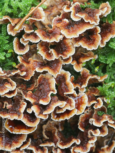 Stereum gausapatum, known as Bleeding Oak Crust, wild fungus from Finland photo